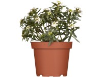 OBI Iberka vždyzelená bílá pr. květináče cca 13 cm