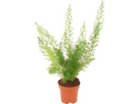 Asparágus průměr květináče cca 12 cm Asparágus průměr květináče cca 12 cm