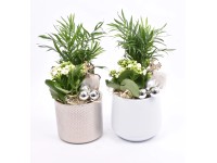 Zimní aranžmá kolopejky a chamaedorey v keramickém kv., různé druhy, pr. 14 cm