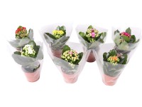Kolopejka (Kalanchoe blossfeldiana), různé barvy, pr. cca 7 x 10 - 20 cm