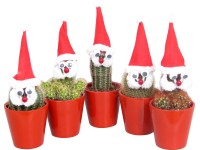 Veselé vánoční aranžmá s mini kaktusem průměr květináče cca 5 cm