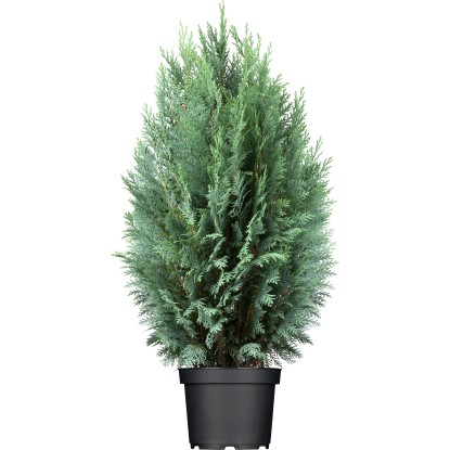 GROW by OBI Cypřišek Lawsonův (Chamaecyparis) "Columnaris", 60-80 cm, cca 5 l