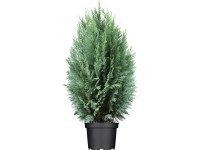 OBI Cypřišek Lawsonův OBI Cypřišek Lawsonův