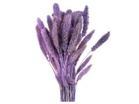NOHEL GARDEN Sušená dekorace Setaria - bér světle fialový 40 g