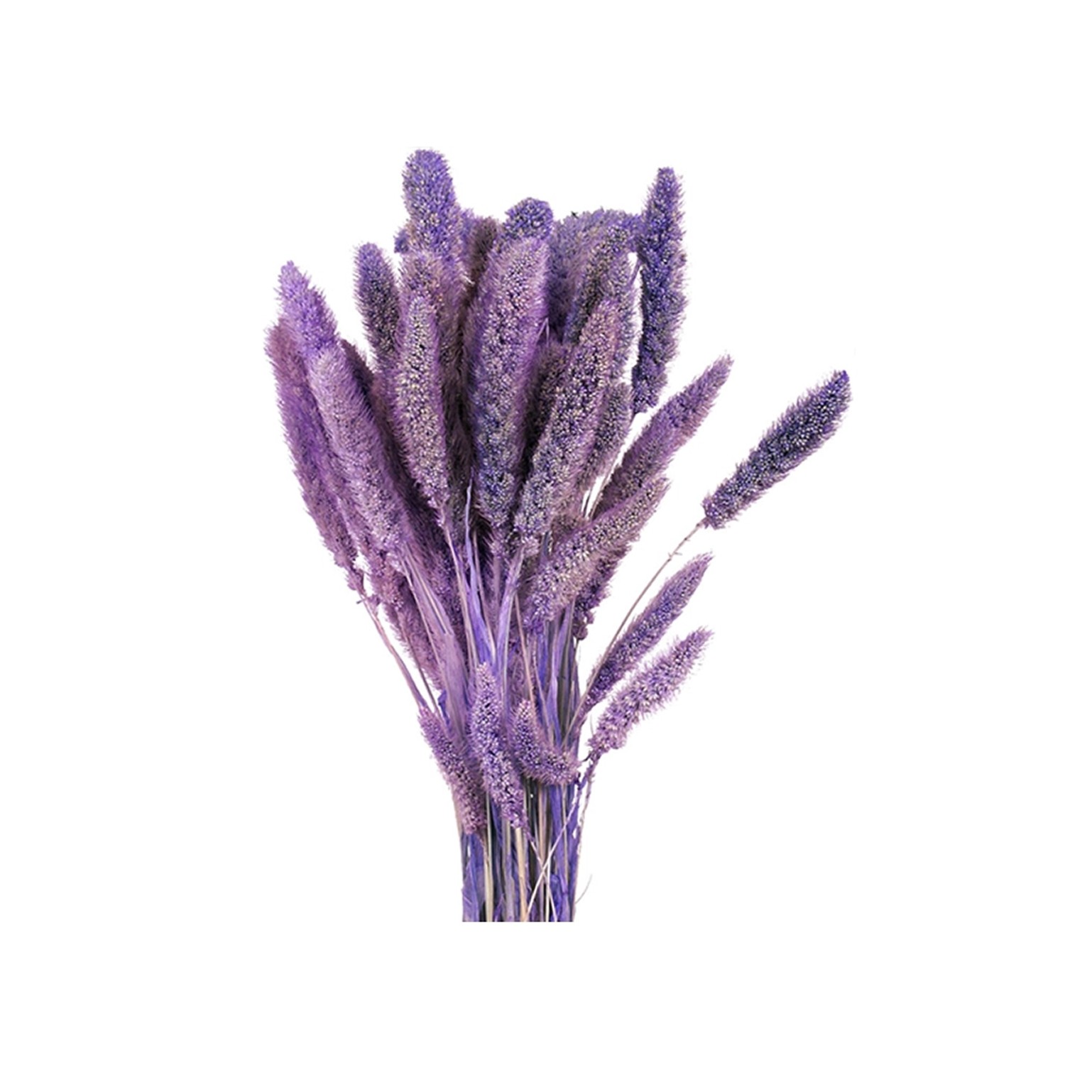 Nohel Garden Sušená dekorace Setaria - bér světle fialový 40 g