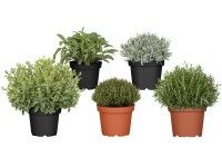 Bylinky v květináči, různé druhy, pr. kv. cca 18 cm