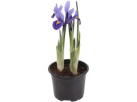 Kosatec síťkovaný (Iris reticulata) pr. 9 cm