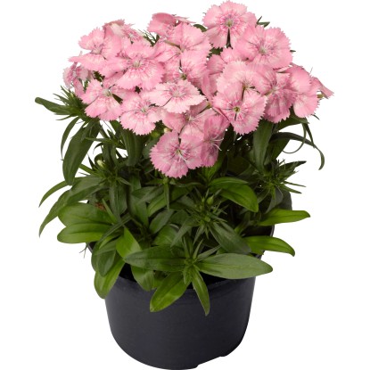 OBI SELECTION Hvozdík Diabunda Rose průměr květináče 13 cm