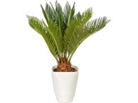 Cykas japonský v keramické nádobě průměr květináče cca 12 cm Cycas revoluta