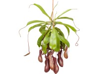 Láčkovka Nepenthes v závěsném květináč, pr. 14 cm