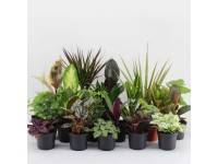 Zelená rostlina v keramickém květináči, různé druhy, výška cca 10 cm, pr. 8,5 cm