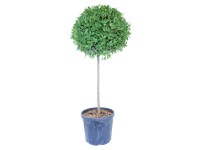 GROW by OBI Kalina modroplodá (Viburnum tinus) GROW by OBI Kalina modroplodá (Viburnum tinus)