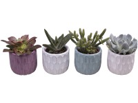 Sukulent v pastelovém keramickém květináči průměr květináče cca 6 cm