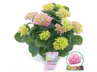 Hortenzie velkolistá Hortenzie velkolistá