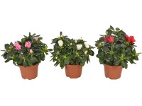 Pokojová azalka průměr květináče cca 12 cm Azalea Rhododendron