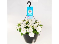 Petunie (Petunia) v závěsném květináči Aqua Easy pr. 27 cm