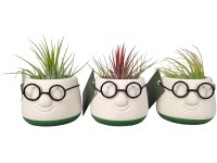 Tilandsie (Tillandsia) různé druhy aranžmá v keramickém květináči pr. 6 cm