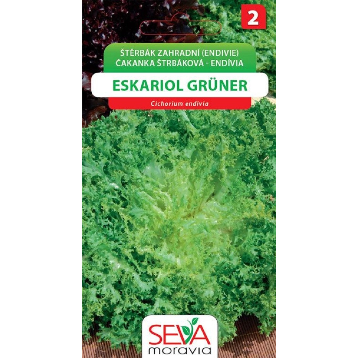 Štěrbák Zahradní - Eskariol Gruner (Cichorium endivia)