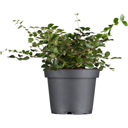 Mulenbekie bílá pr. květináče cca 13 cm