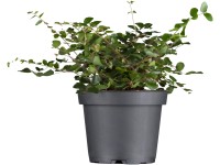 Mulenbekie bílá pr. květináče cca 13 cm