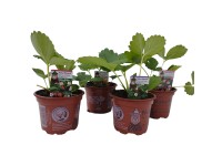 Naturfreund Jahodník velkoplodý (Fragaria ananassa), různé druhy, pr. 9,5 cm
