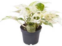 GROW by OBI Šplhavnice (Epipremnum pinnatum) 