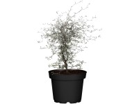 Landgard Korokie skalníková (Corokia cotoneaster) cca výška 20-30 cm, 1 l Landgard Korokie skalníková (Corokia cotoneaster) cca výška 20-30 cm, 1 l