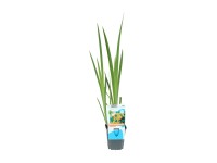 OBI Kosatec žlutý, průměr květináče cca 9 cm, Iris pseudacorus OBI Kosatec žlutý, průměr květináče cca 9 cm, Iris pseudacorus