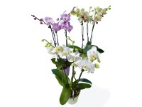 Orchidej Phalaenopsis 3výhonková