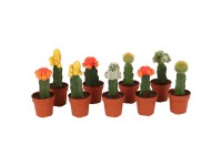 Měsíční kaktus různé druhy 15-20 cm, pr. květináče cca 8,5 cm