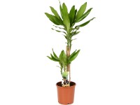 Dračinec výška cca 65-75 cm průměr květináče cca 17 cm Dracaena fragrans