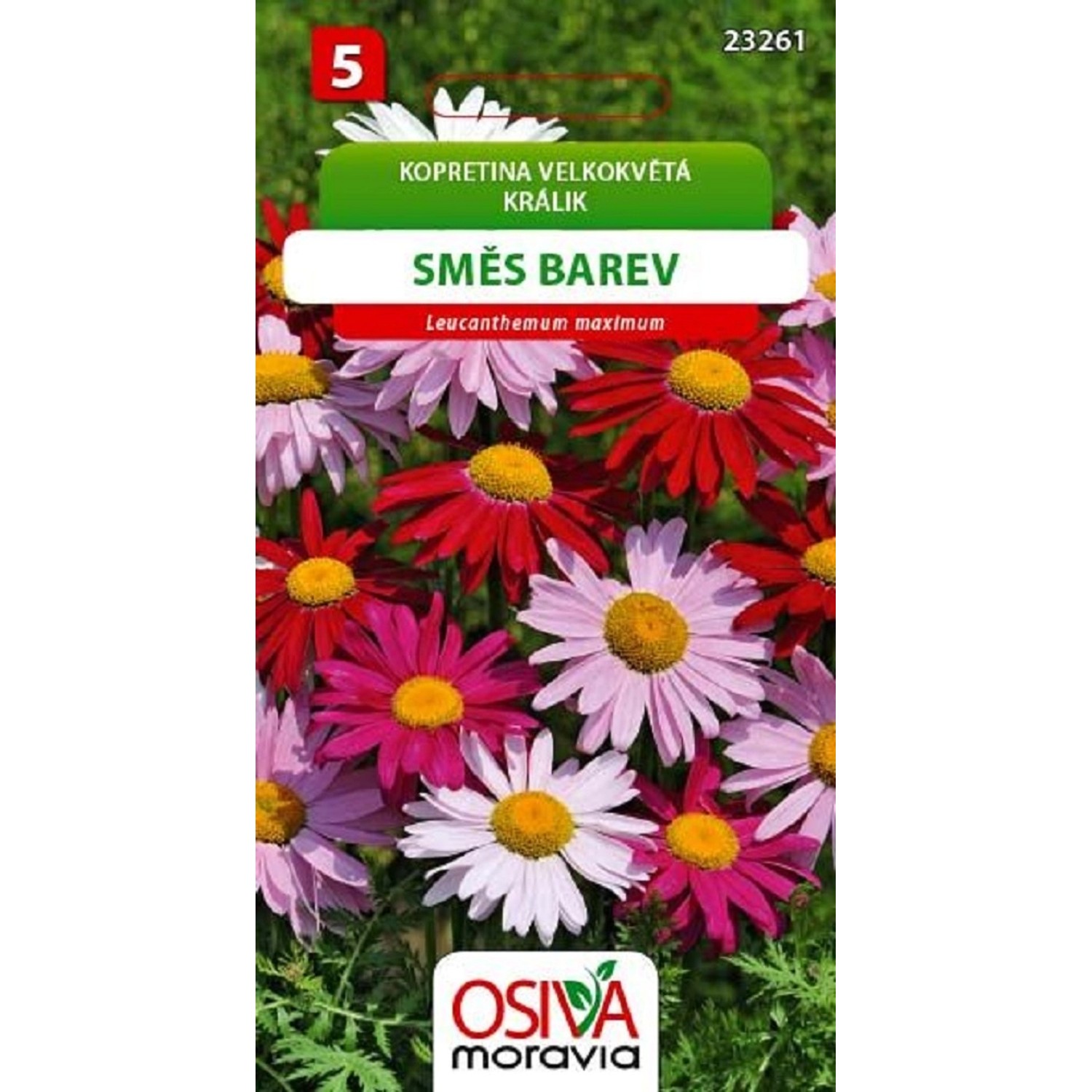 Semínka Kopretina velkokvětá směs barev (Leucanthemum maximum)