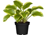 OBI Bohyška průměr květináče cca 19 cm Hosta