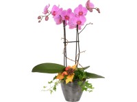 Podzimní aranžmá s orchidejí motýlokvětou se 2 výhony průměr květináče cca 20 cm
