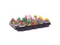 Kaktus v zinkovém květináči, různé odrůdy, pr. kv. 6 cm Kaktus v zinkovém květináči, různé odrůdy, pr. kv. 6 cm