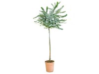 GROW by OBI Blahovičník cinerea (Eucalyptus cinera) cca výška 60 cm, 7 l