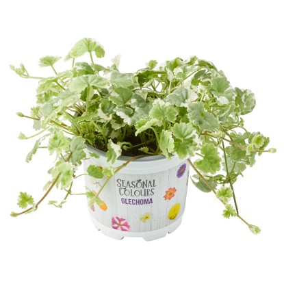 Popenec obecný (Glechoma hederacea), pr. kv. cca 10,5 cm