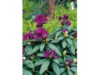 OBI Rododendron hybrid OBI Rododendron hybrid