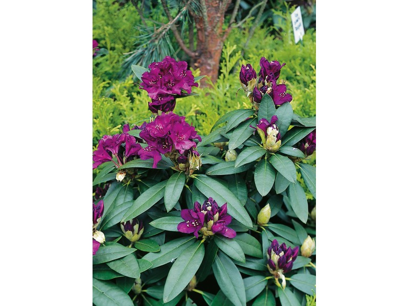 Prodej Rododendronu () Prodej Rododendronu