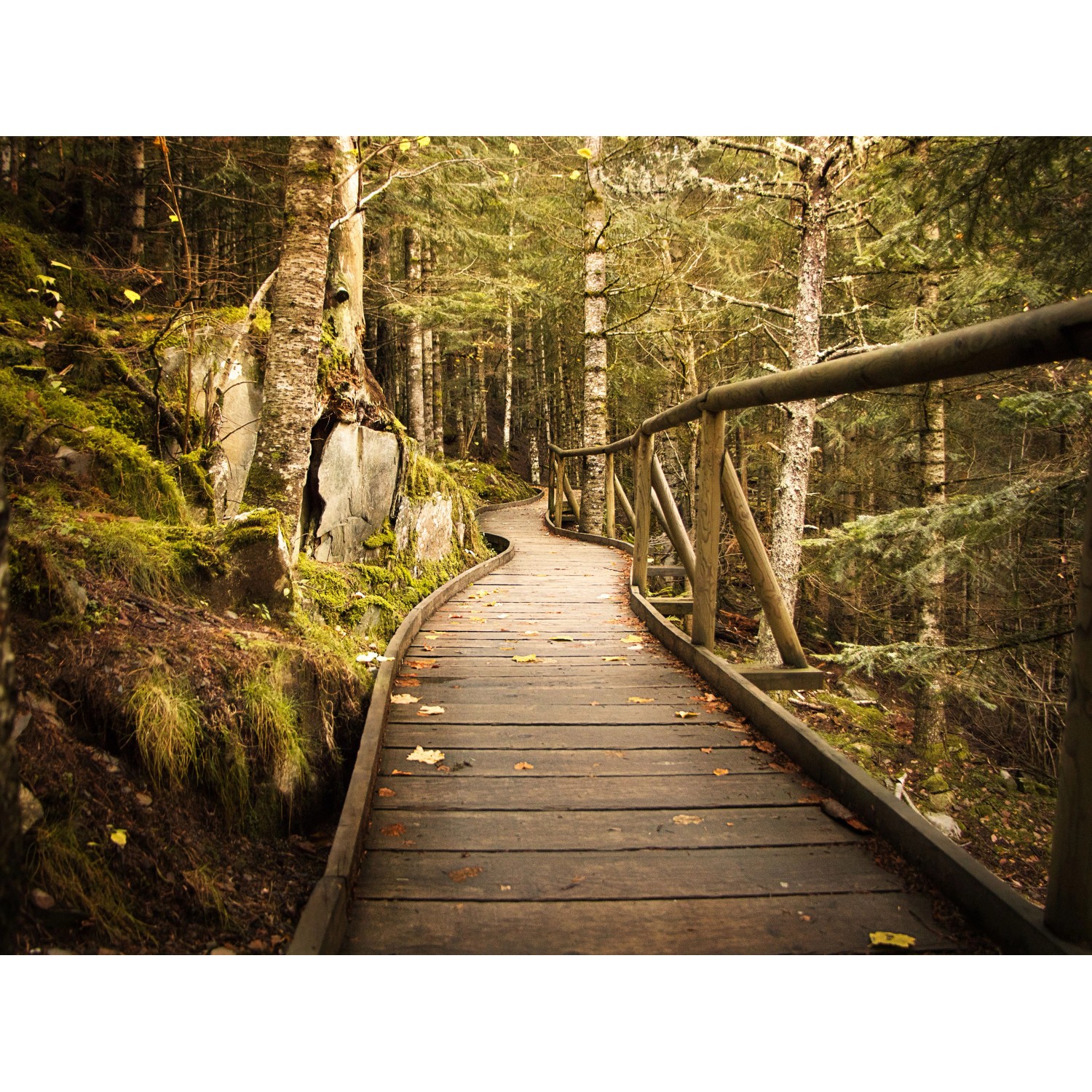 Bondecor Obraz, tištěné plátno Free 60 x 80 cm