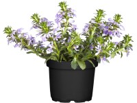 Vějířovka fialová průměr květináče cca 11 cm Vějířovka fialová průměr květináče cca 11 cm
