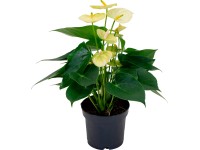 GROW by OBI Anturie žlutá (Anthurium andreanum) výška 35-45 cm pr. kv. 12 cm