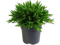 GROW by OBI Pokojový bambus (Pogonantherum) 