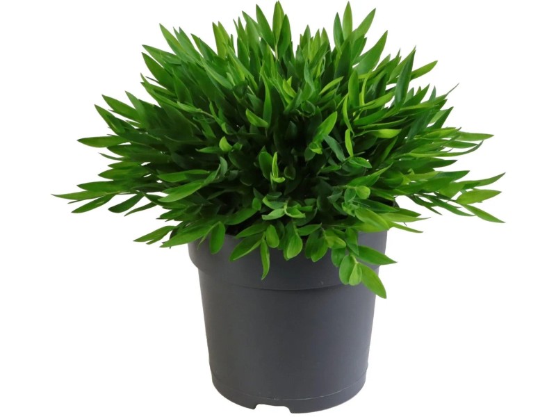 GROW by OBI Pokojov bambus (Pogonantherum) "Monica", pr. 12 cm
