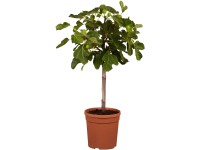 Fíkovník smokvoň (Ficus carica), květináč cca 17 cm