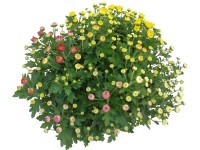 Chrysanthema řízená pětibarevná