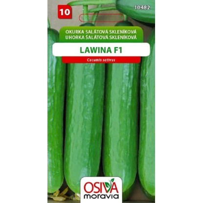 Semínka Okurka salátová skleníková Lawina F1 (Cucumis sativus)