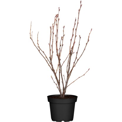 OBI Okrasný rybíz "King Edward VII" červený výška cca 60-80 cm květináč cca 6 l