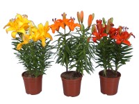 Lilie, pr. květináče cca 13 cm