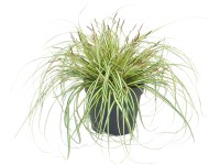 OBI Ostřice ošimenská 